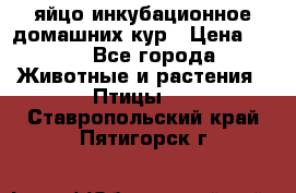 яйцо инкубационное домашних кур › Цена ­ 25 - Все города Животные и растения » Птицы   . Ставропольский край,Пятигорск г.